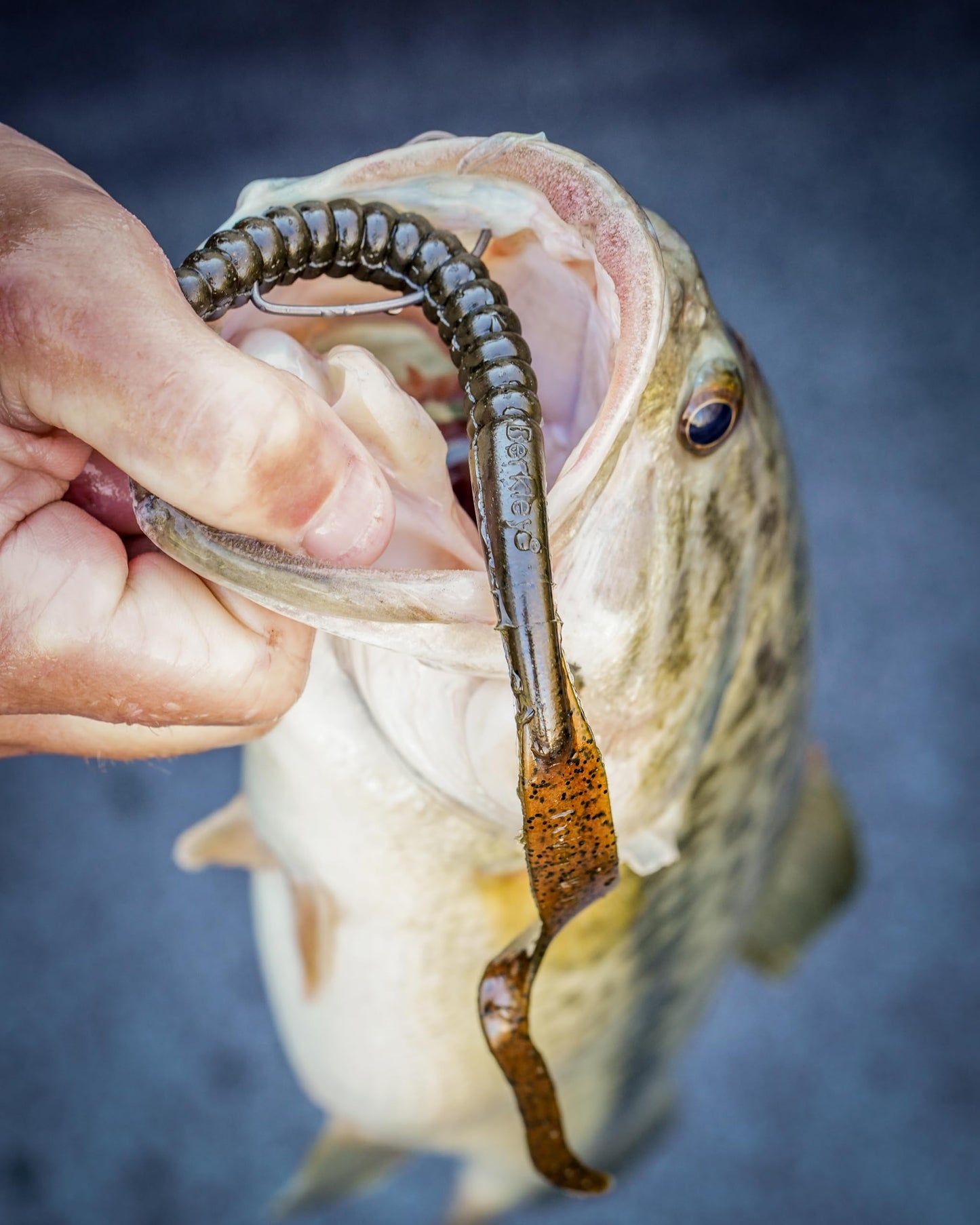 Berkley PowerBait® Power Worm Fishing Bait, Cherryseed, 7in | 18cm, Irresistible Flavor, Classic Curly Tail Worm Profile, Ideal for Spring, Summer and Fall Fishing